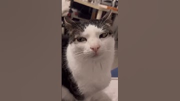 Git Tips and Tricks: Ditch Stash for Worktree!   #GitTips #GitWorkflow #DeveloperProductivity