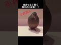 田舎でよく聞く鳴き声の正体