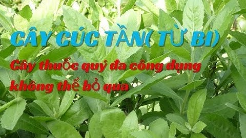 10 tác dụng của Cây cúc tần (Từ Bi ) nhiều người không biết tưởng cây dại mọc hoang, trồng bờ rào