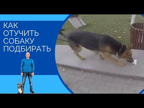 Видео: Как остановить собаку из качки в траве