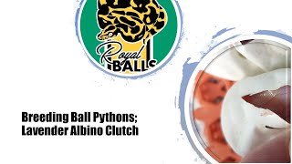 Celebrity Breeding Ball Pythons; Lavender Albino Clutch Net Worth
