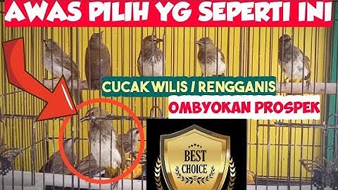 CARA MEMILIH BURUNG CUCAK WILIS YANG BAGUS DI OMBYOKAN