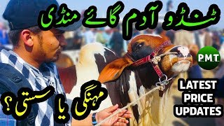 Cow Mandi 2019 Tando Adam Latest Rates Updates | Cows for SALE in Pakistan | Bakra Eid 2019 Qurbani