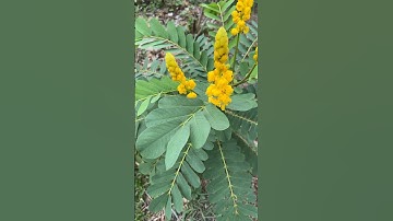 Lá cây giúp chữa bệnh ngoài da, viêm ngứa, nấm da