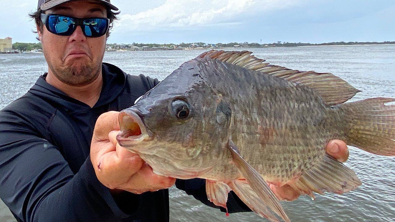 Can Tilapia Live In Saltwater?