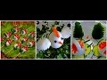 3 DELICIOUS LIFE HACKS EGGS GARNISH AND CUCUMBER & TOMATO DESIGN - VEGETABLE CARVING - ART IN EGGS