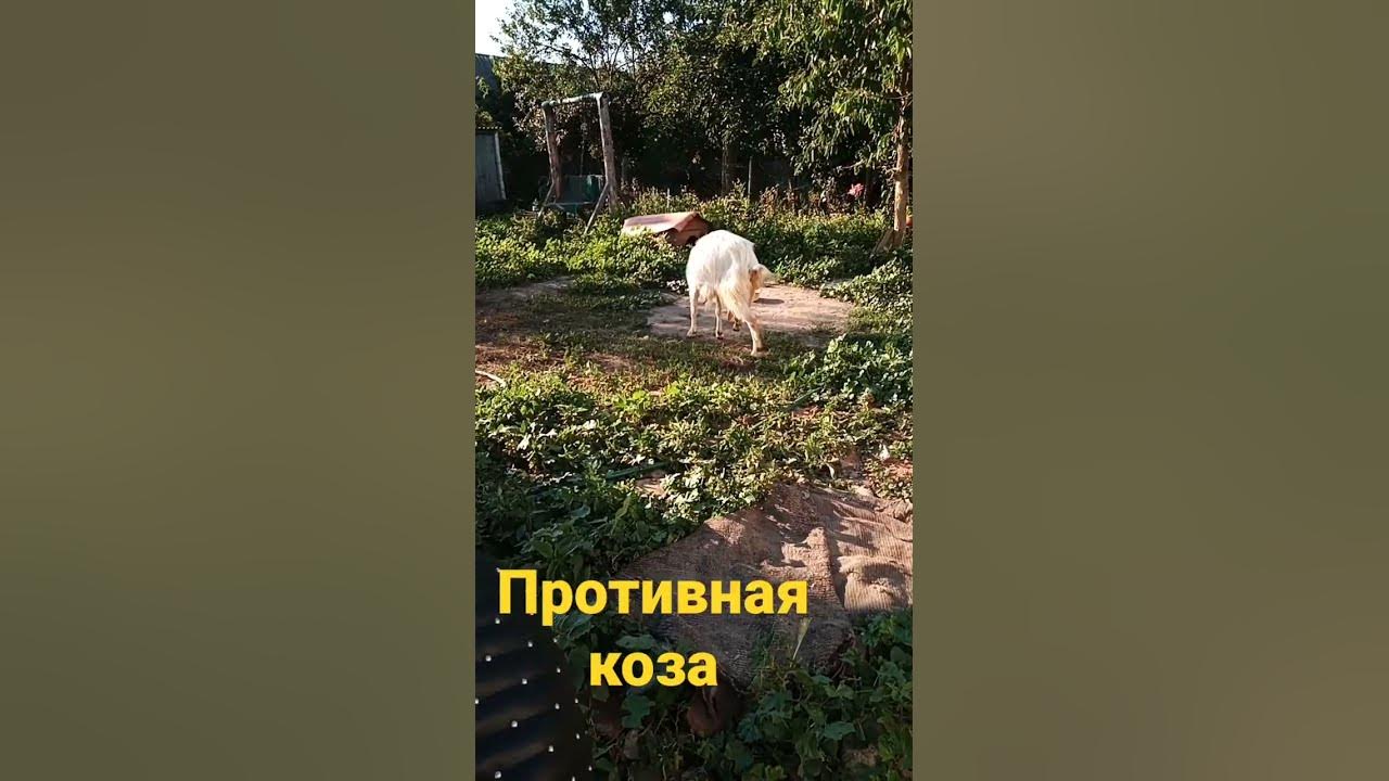 РЕЛАКС -"козья морда!,, - YouTube