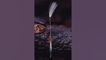 Quá trình nảy mầm của cây bồ công anh #shorts