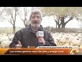 Ovinos para el arraigo rural en Bichos de Campo 07-07-18