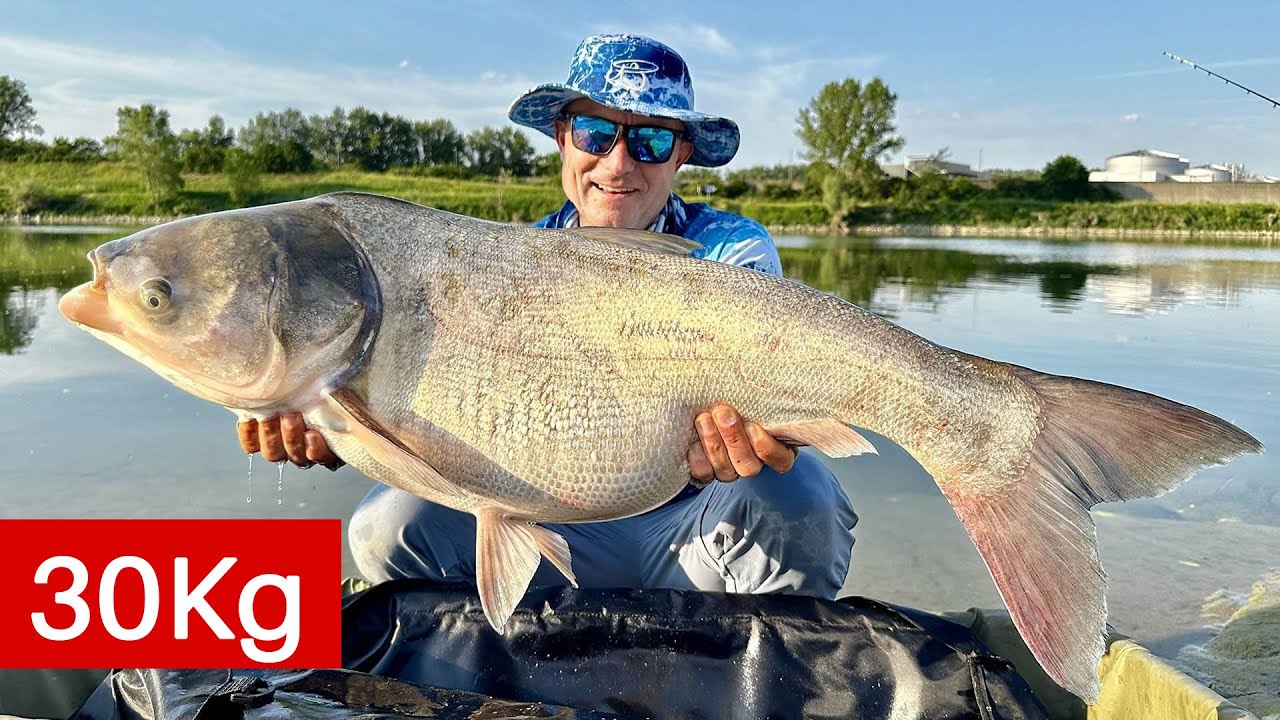 Lov tolstolobíka na plávanú na rieke Dunaj