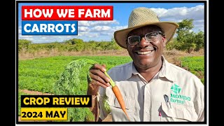 Farming in Zambia: How we Improved our Carrot Growing Techniques in 2024 by Mondo Farms 1,751 views 6 days ago 12 minutes, 51 seconds