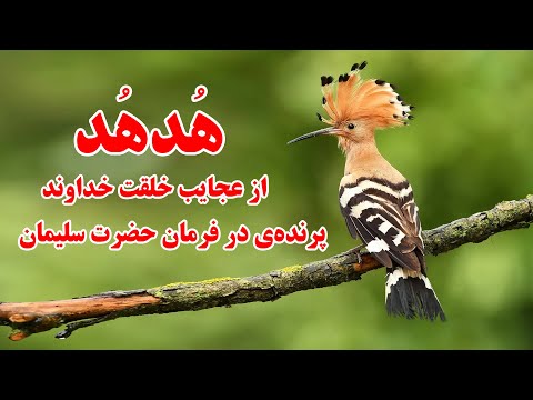 معلومات ه د ه د یا هوپو چگونه در فرمان حضرت سلیمان بود زیتون