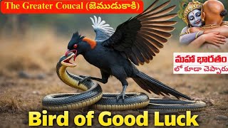 Natures Silent Hunter Greater Coucal Bird