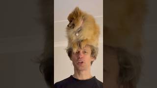 Download Lagu Got my hurrr diiid #toypom #doggo MP3