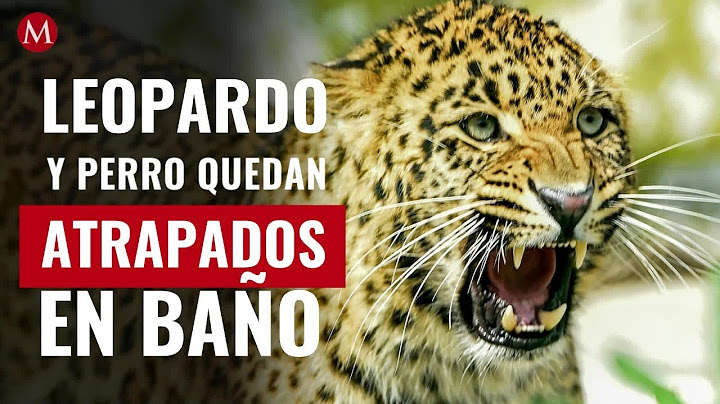 ¿Qué sucedió? Leopardo ataca a perro en la calle; quedan atrapados en un baño