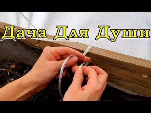 Подвязываем ОГУРЦЫ в парнике ПОШАГОВО