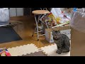 「食べた」と伝えに来る居候の猫（縦画面）