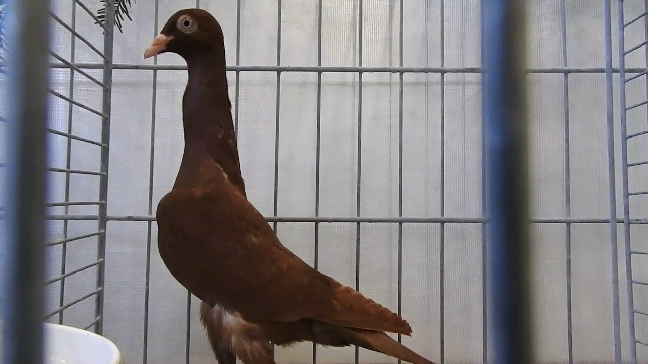 鑑賞鳩 Stargarder Zitterhälse fancy pigeon 2015 1220 - YouTube