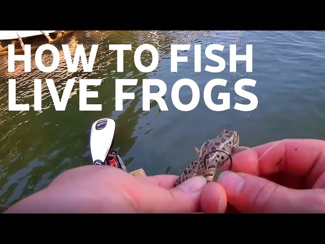 HOW TO FISH WITH LIVE FROGS 
