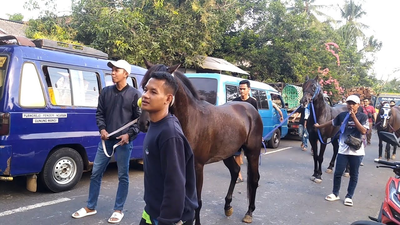 PULUHAN KUDA ATRAKSI BIKIN HEBOH || LATBER KUDA JINGKRAK DI DESA LONING KEMIRI #part2