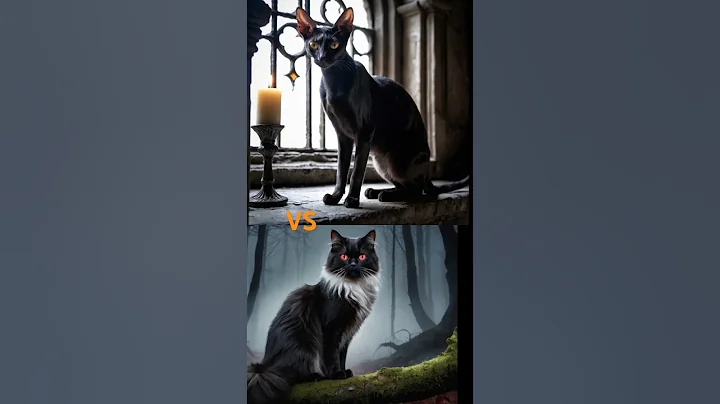 Video 6371781: oriental shorthair cat, fight catfight persiancat, orientalcat cats, shorthair cat animals, cat vs animals