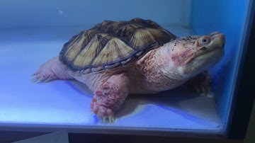 Hypo common snapping  _ Rùa Red Sú