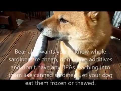sardines for dogs are you feeding your sardines funnydog tv sardines for dogs are you feeding your sardines funnydog tv