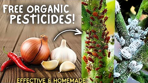 5 Natural Kitchen Based Pesticides For Vegetable Plants! (All Organic) 