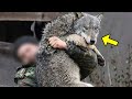 Mann rettet verwaisten Wolf vor dem Tod. Du wirst nicht glauben, was Jahre später passiert!