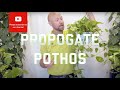 3 easy ways to propagate Pothos Epipremnun Aureum