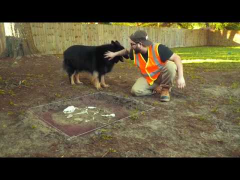 Video: Cine îngroapă câinii lucruri?