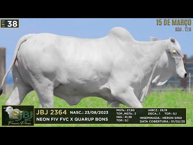 LOTE 38   JBJ 2364