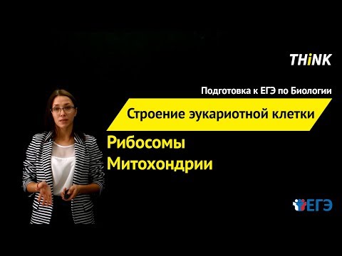 Строение эукариотной клетки: Рибосомы и Митохондрии (2/4) | Подготовка к ЕГЭ по Биологии