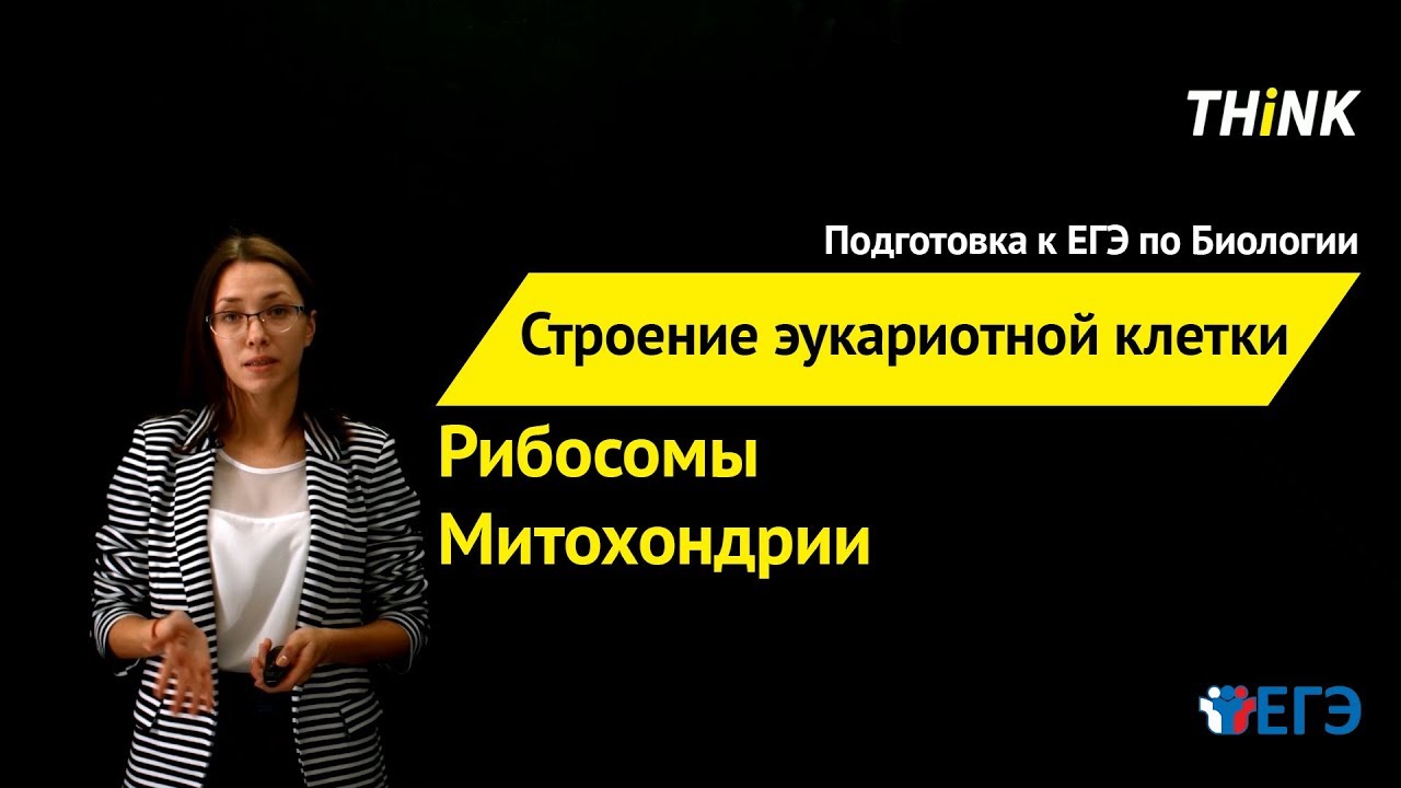 Строение эукариотной клетки: Рибосомы и Митохондрии (2/4) | Подготовка к ЕГЭ по Биологии