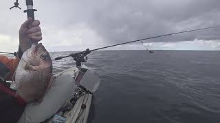 Snapper Fishing Bellambi With Soft Plastics In The Kayak