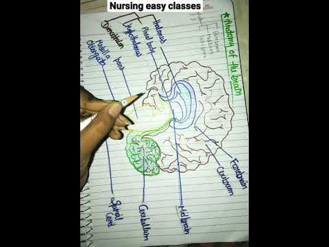 Anatomy of brain in hindi //Brain diagram - YouTube