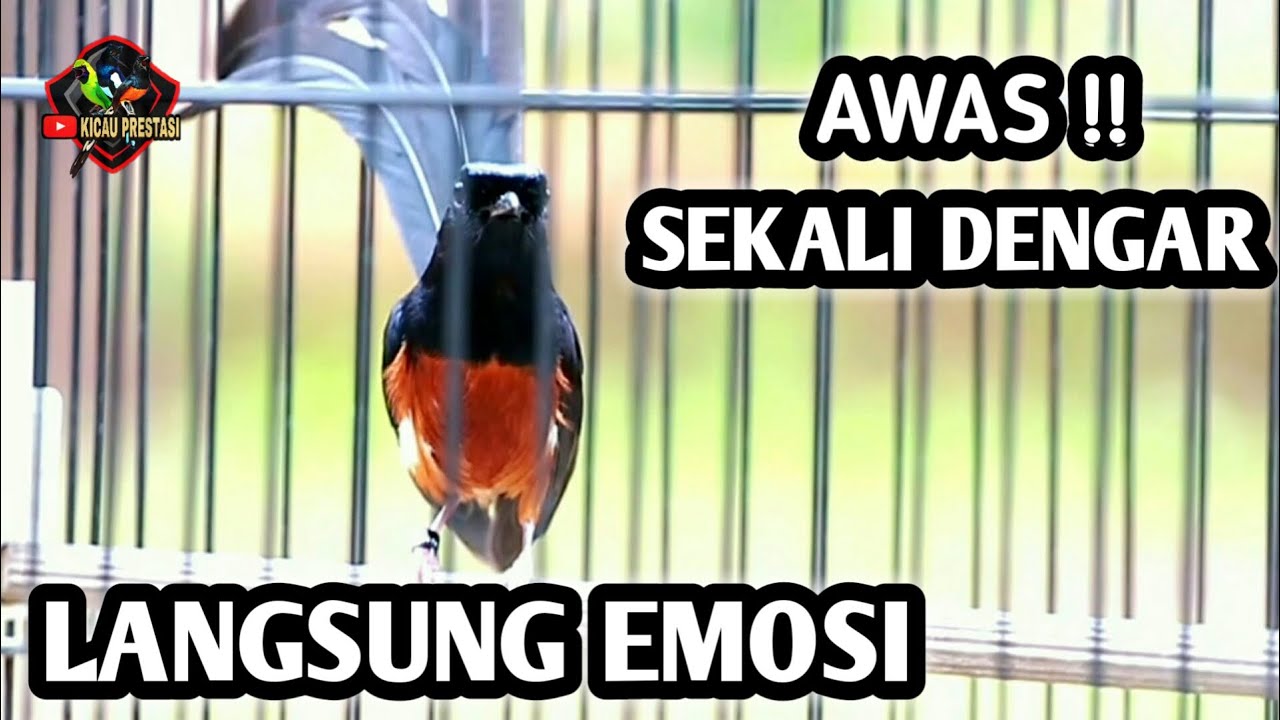 MURAI BATU GACOR FULL ISIAN TEMBAKAN MEWAH AMPUH MENAIKKAN EMOSI MURAI BATU LAWAN