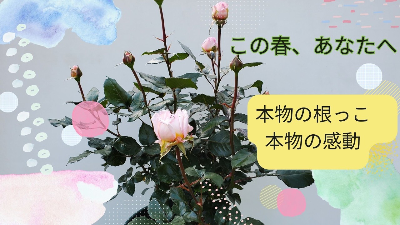 この春、あなたへ。 本物の根っこ 本物の感動