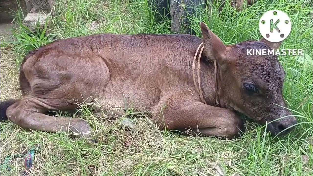 abs zig bull 1 day female calf abs Jersey bullimported jersy abs