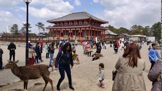 Kofukuji 2 - Nara