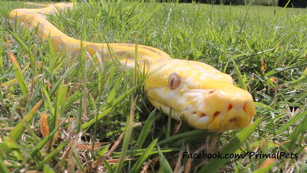 Albino Reticulated Python in the grass - YouTube