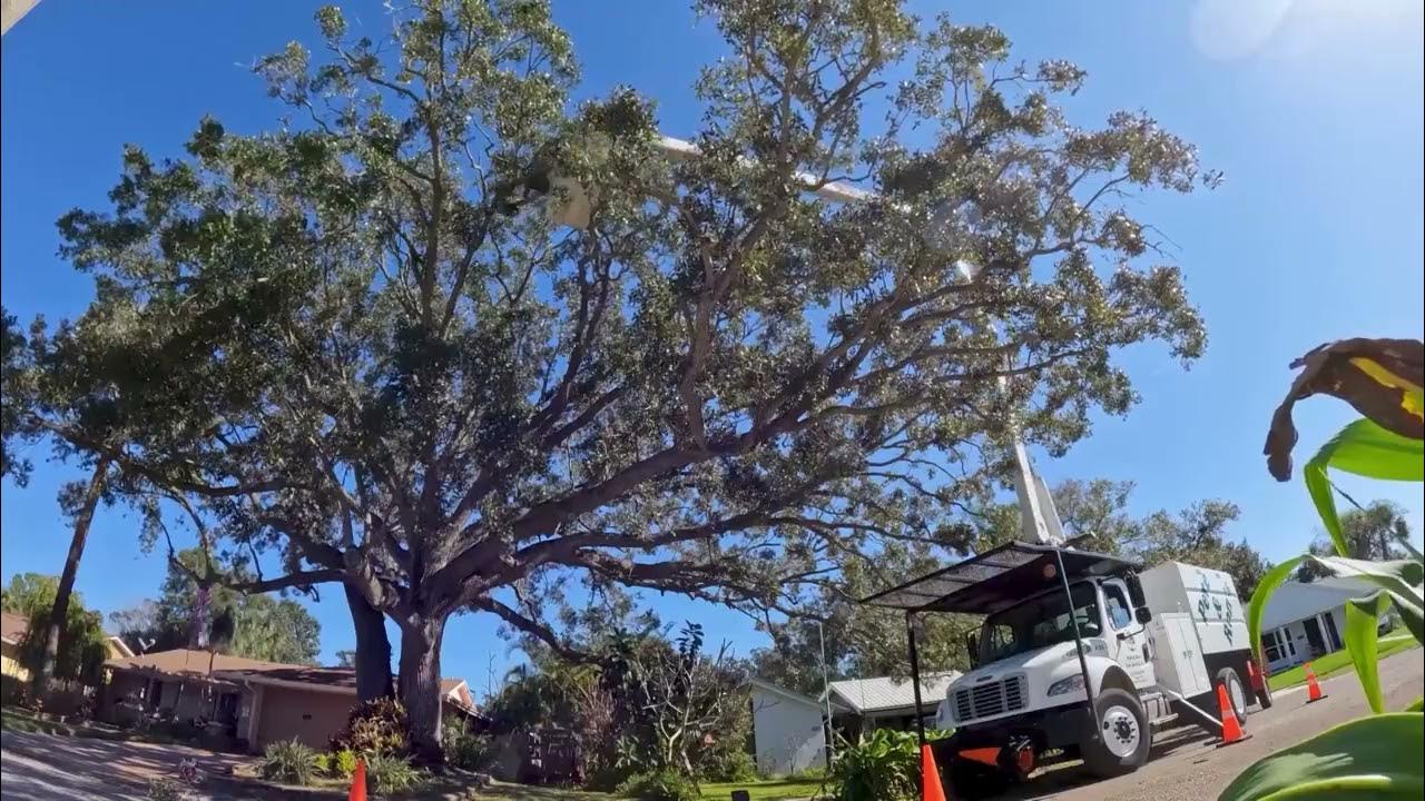 Pete & Ron's Tree Service Inc Tampa Florida 33614 - YouTube