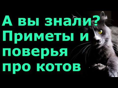А вы знали..? Приметы и поверья про котов.