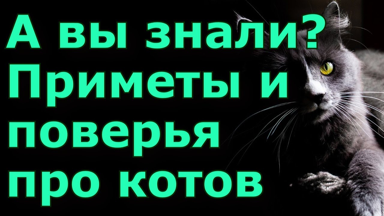 Почему умирают кошки приметы. Почему умирают кошки приметы