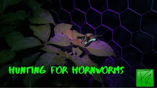 Using A Blacklight Flashlight To Find Hornworms On Pepper Plants