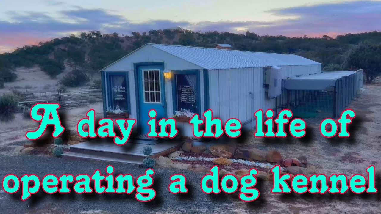 Dog boarding business from home. A day in the life. 