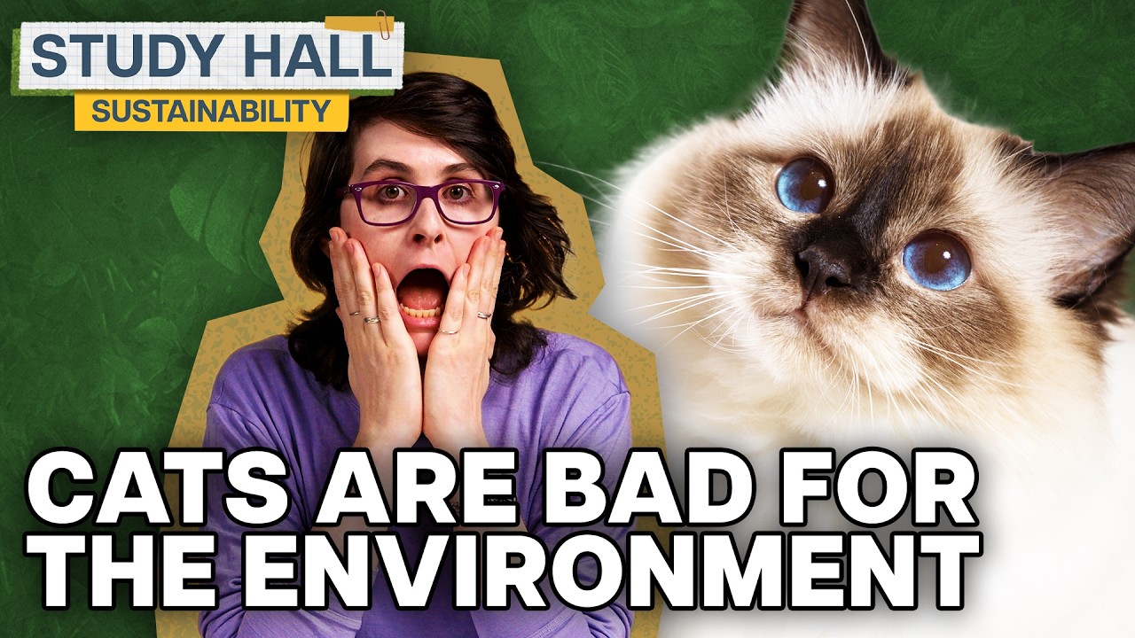 How are humans impacting biodiversity? | Sustainability 14 of 31 | Study Hall
