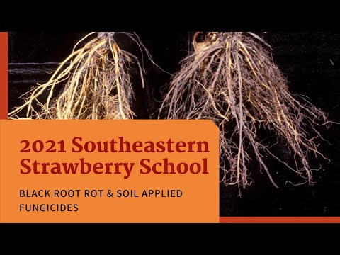 Video: Black root: description, useful properties
