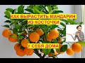 Можно ли вырастить Мандарин из косточки