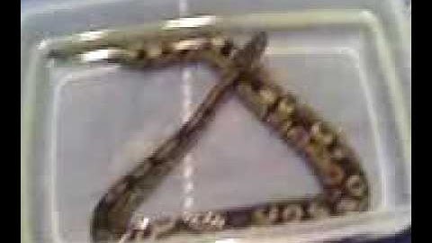 Ball python in water bowl